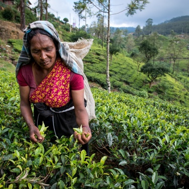 Tea Pickers - Sri Lanka