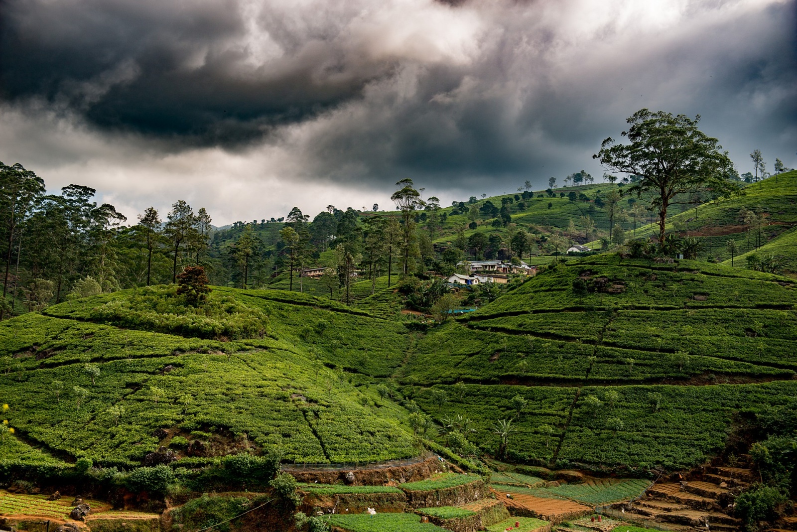 Tea Pickers - Sri Lanka